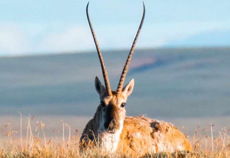 宁夏沙漠课堂+西夏历史探秘5日亲子营